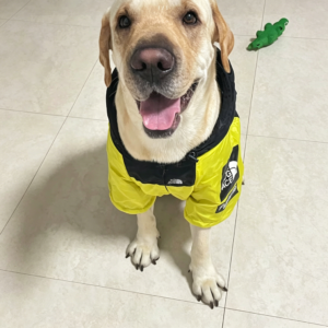 waterproof dog raincoat windproof dog jacket for large dogs lightweight pet rain jacket with hood for labrador golden retriever